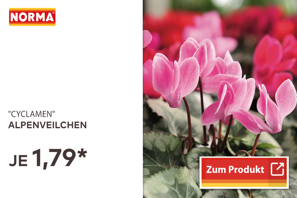Alpenveilchen für 1,79 Euro.