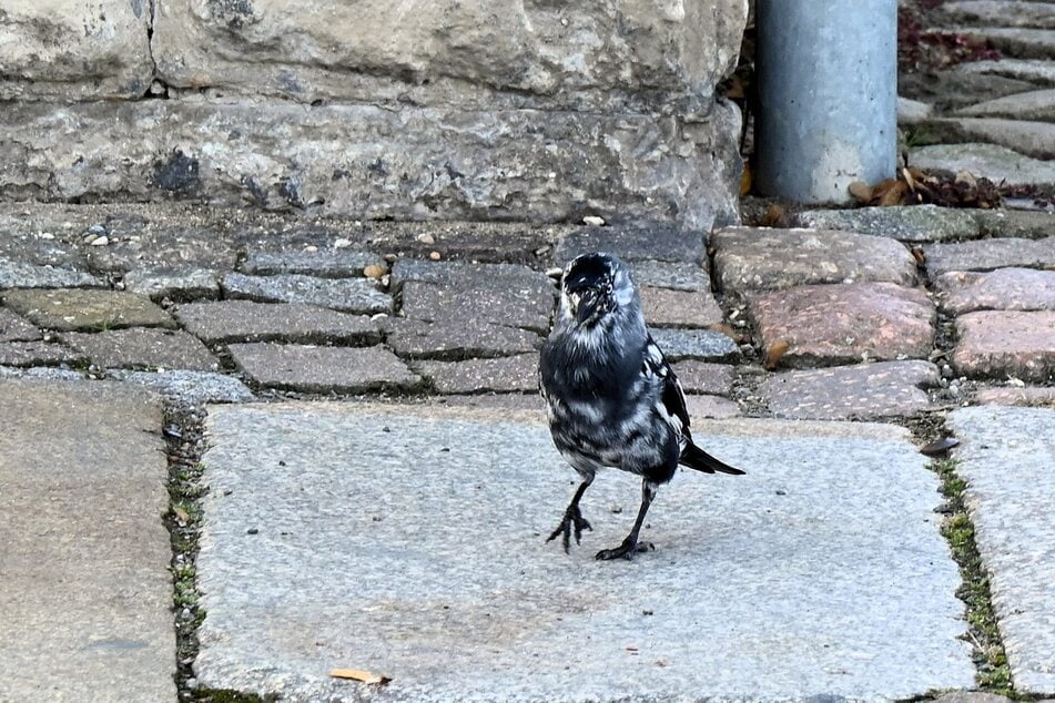 Anmutig stolziert der fotogene Vogel umher.