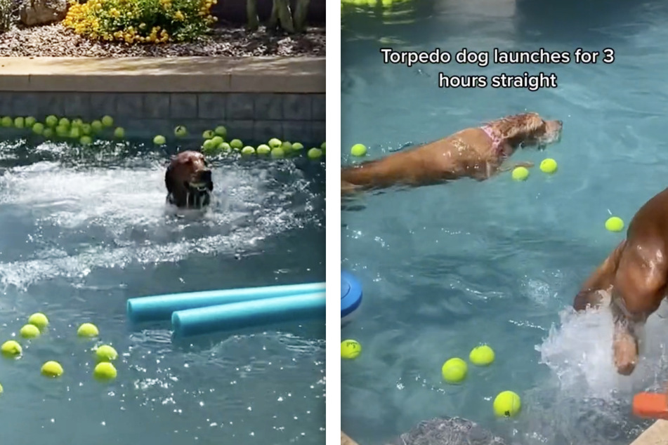 The tennis ball pool party was a big hit with all the puppy guests.