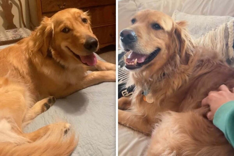 Golden Retriever gets adorably grumpy whenever his mama stops petting him in viral video