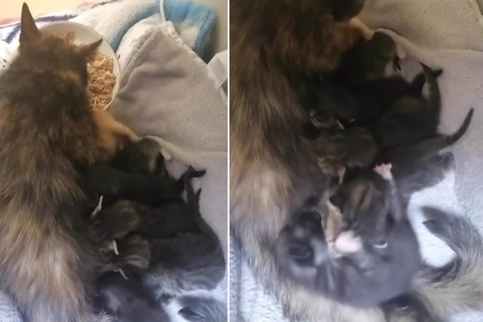Katzen-Mama Tinkerbell und ihre sechs Kitten leben seit wenigen Tagen im Katzenhaus des Tierheims Troisdorf.