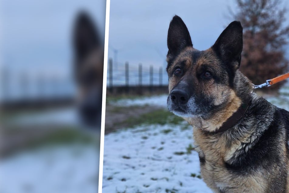 Hundedame Senta möchte in Rente gehen: Wer schenkt ihr ein liebevolles Zuhause?