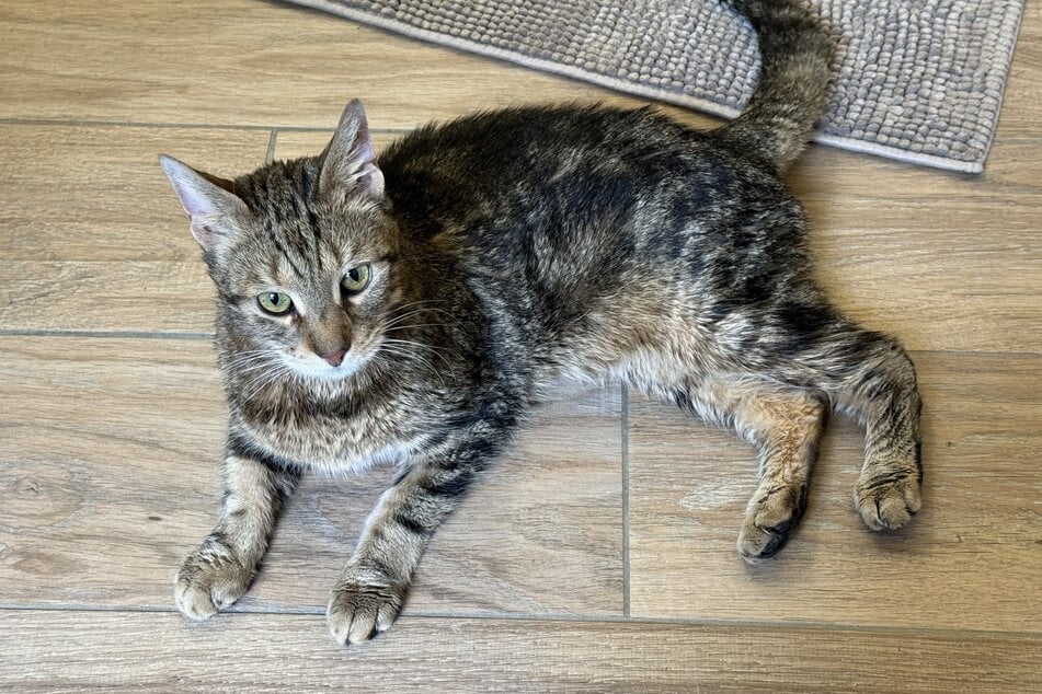 Seine zukünftigen Halter sollten bereits Erfahrung im Umgang mit Katzen mitbringen.