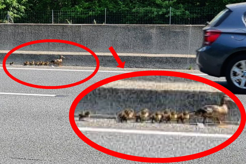 Die Enten-Mutter hatte sich mit ihren sieben Küken auf die Autobahn 67 verirrt.