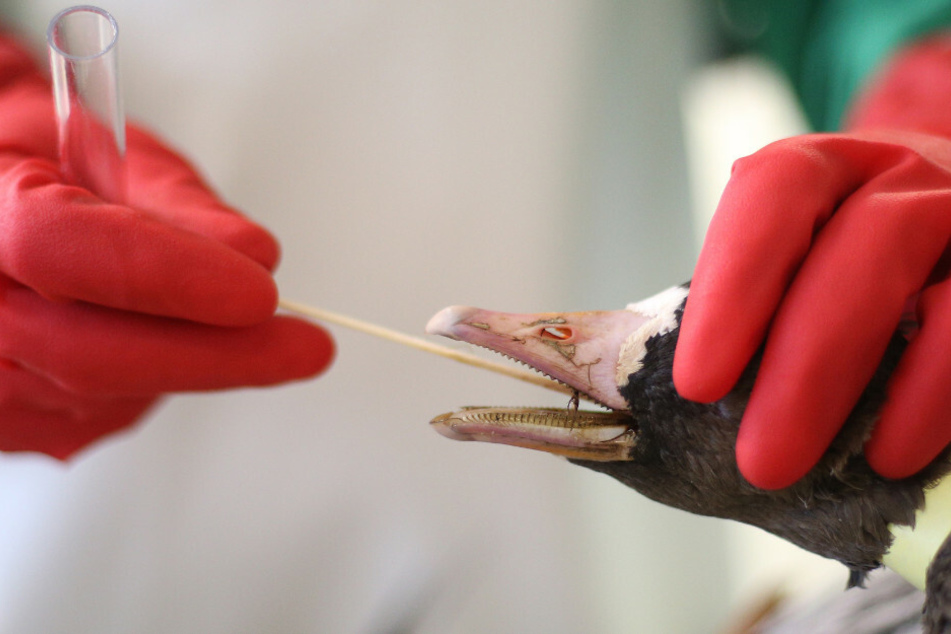 Bei einer Gans wird eine Untersuchung auf die Vogelgrippe unternommen.