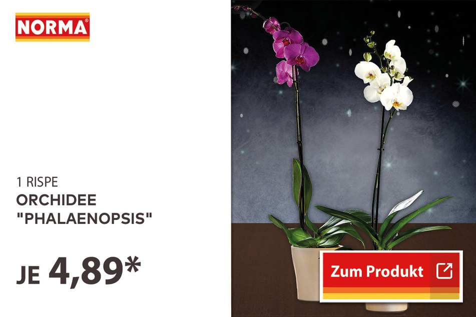 Orchidee "Phalaenopsis" für 4,89 Euro