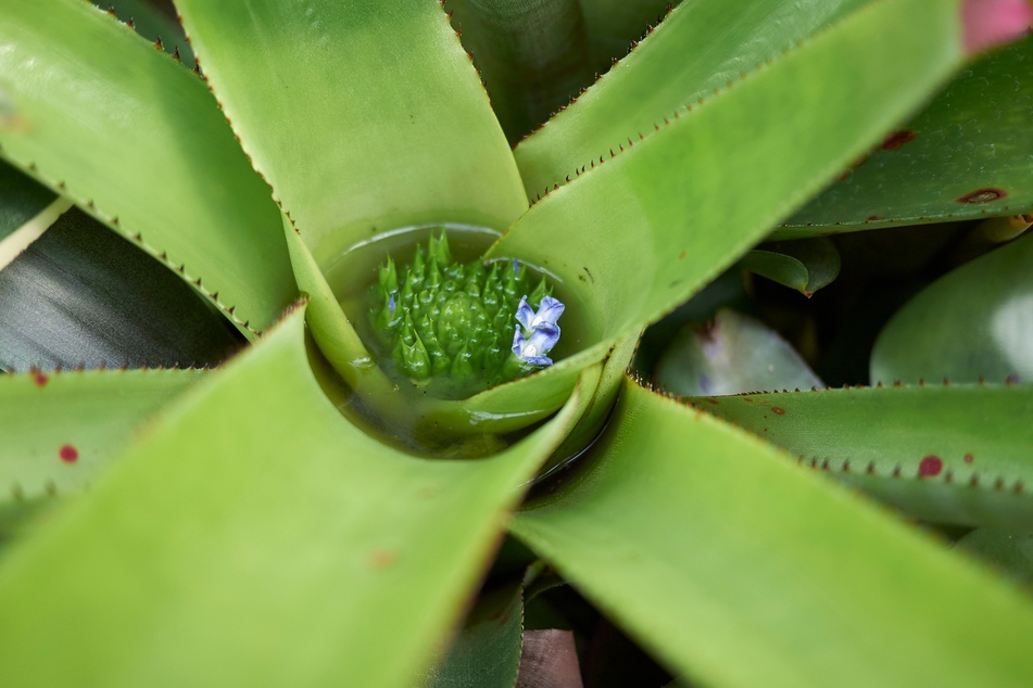 Bromelien sollte man von oben gießen, sodass sich Wasser im Trichter sammelt.