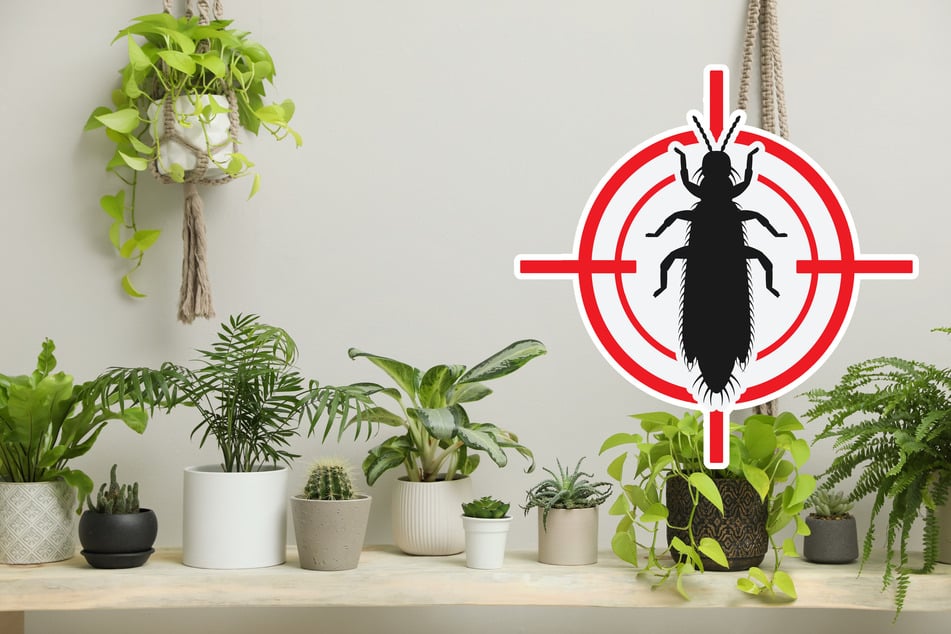 Sie sind klein und dadurch meistens erst sehr spät zu erkennen: Thripse können für Deine Zimmerpflanzen sehr schädlich sein.