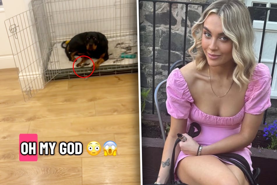 Am Ende des Videos folgt der zweite Schock: Harlee hat den toten Vogel in ihrem Käfig abgelegt. Ihr Frauchen titelt: "Oh mein Gott."