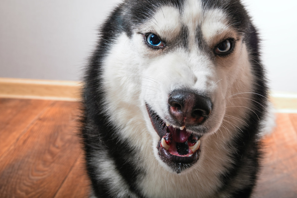In einem russischen Dorf soll ein Husky sieben Schulkinder angegriffen und schwer verletzt haben. (Symbolbild)