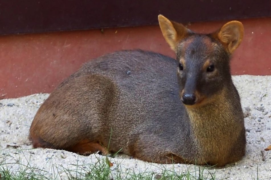 Kleinste Hirsche der Welt: Darf sich der Leipziger Zoo bald über Mini-Nachwuchs freuen?