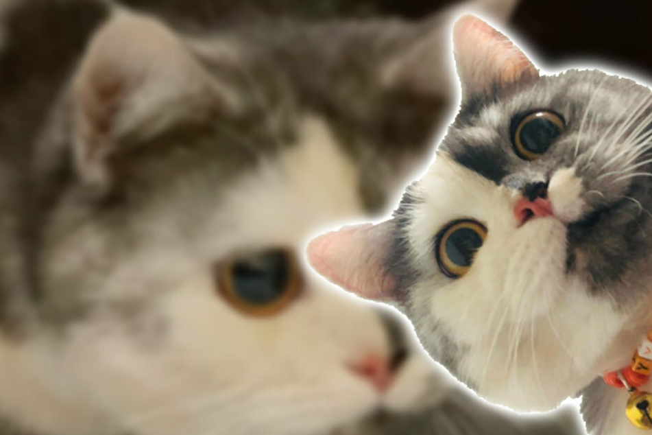 Diese Katze hat nicht nur ein einzigartiges Äußeres, sondern auch spezielle Vorlieben