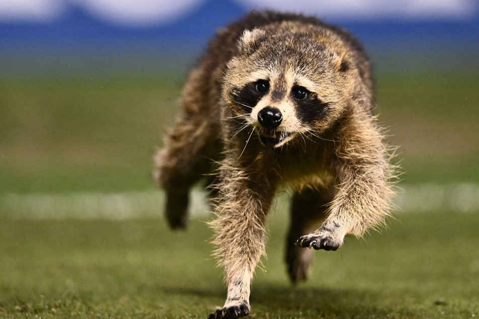 Raccoon interrupts Philadelphia v. NYCFC match in the most hilarious way!