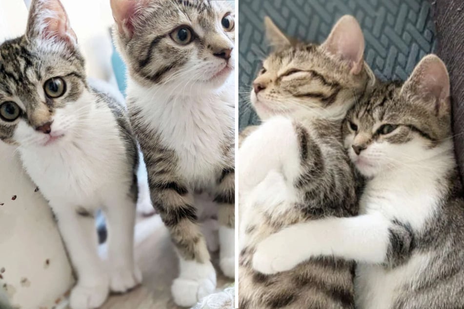 Kattenbaby's delen een gemeenschappelijk lot: Happy End voor de schattige laatbloeiers?