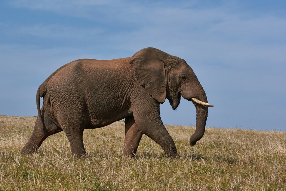 Elephants are the closest living relatives of mammoths, "but before this study, it was anybody's guess," said geneticist Olga Dudchenko.