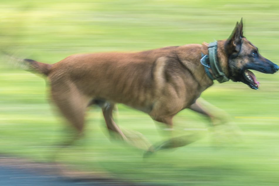 Schock auf dem Radweg: Schäferhund geht plötzlich auf 66-Jährigen los