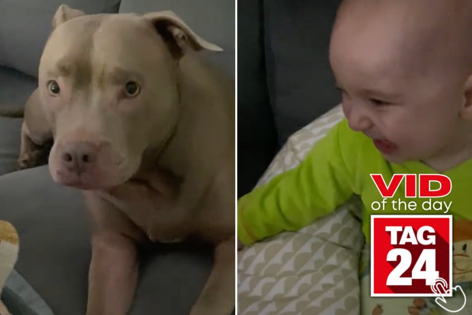 Today's Viral Video of the Day features a toddler that couldn't stop laughing at a trick his mom pulled on their adorable doggy!