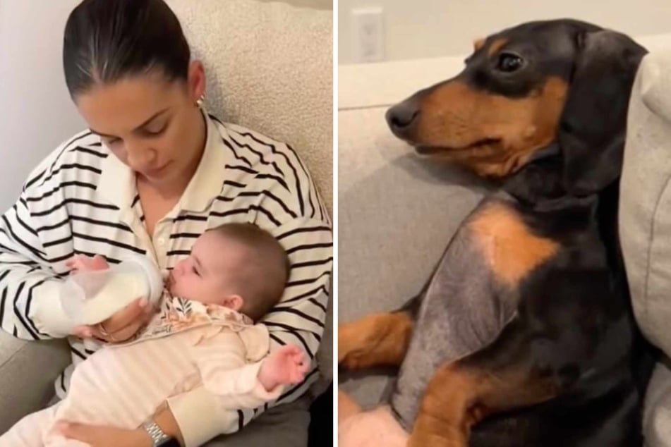 Dachshund dog Roo is not as excited about the baby as her owner Camila Eckler had hoped.