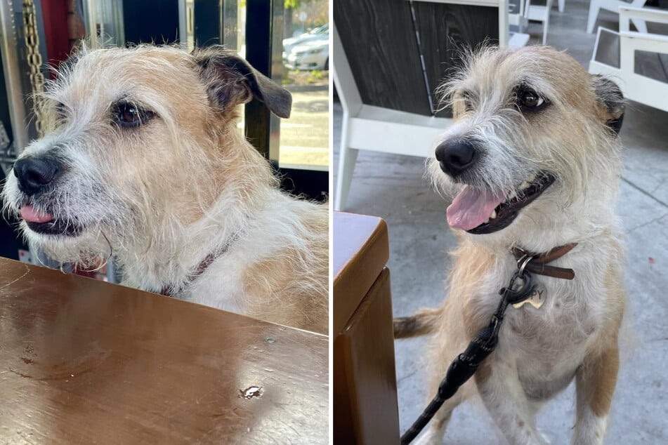 Zudem steckt in "Cappy" noch etwas Rottweiler und der Mix aus ganz vielen verschiedenen Hunderassen.