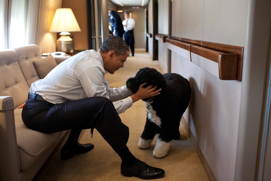 Barack Obama giving Bo a cuddle aboard Air Force One in 2011.