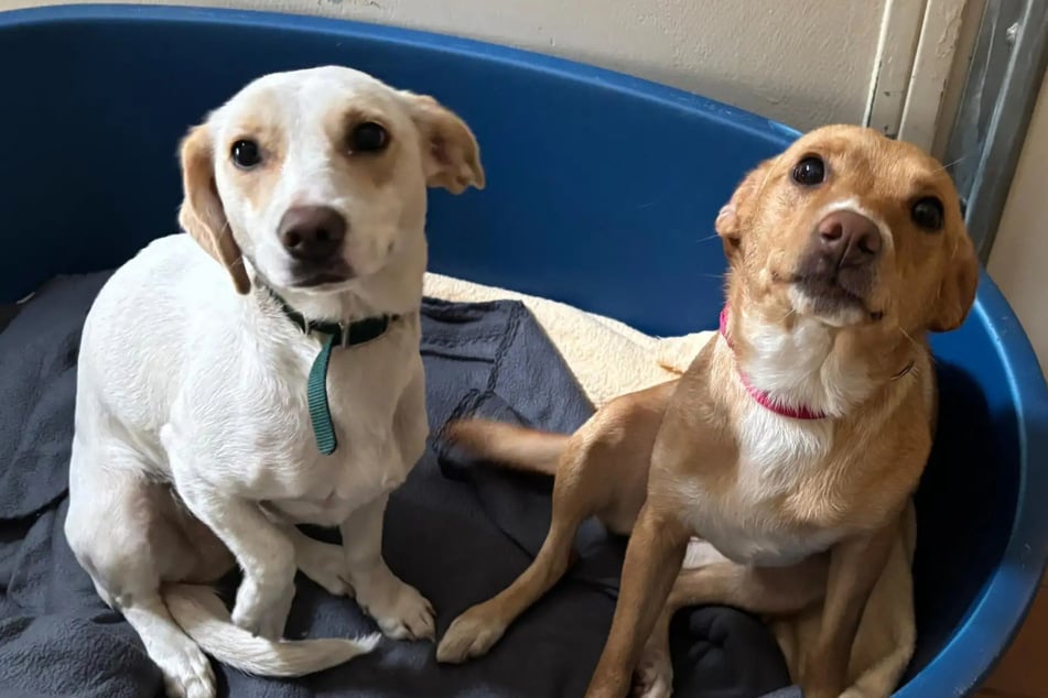 Anicka (.) und Iveta suchen ein gemeinsames Zuhause.
