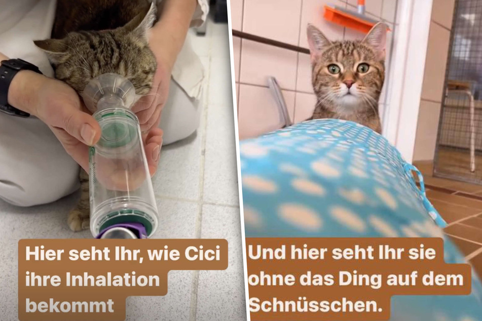Die Behandlung mit dem Inhalator ist bei Katze Cici ein Kinderspiel.
