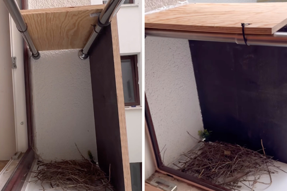 Zufälligerweise baute Maltes Haustaube Oßkar ihr neues Nest ausgerechnet in Maltes Fensterbank-Konstruktion.