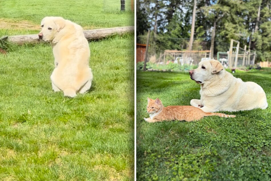 Hund vermisst verschwundene Katze: Was Herrchen dann beobachtet, bricht nicht nur sein Herz
