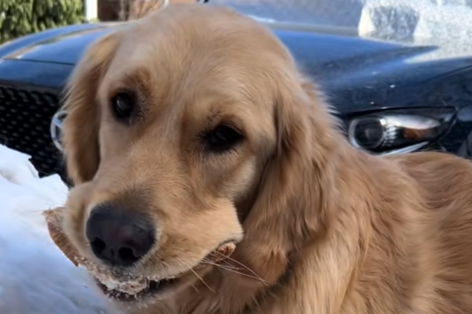 Das TikTok-Publikum hat seinen Spaß: Golden Retriever Charlie will seine Beute nicht mehr hergeben.