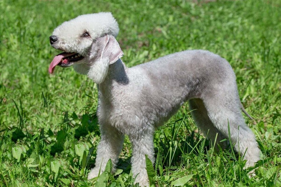 The fluffy head hair and the fringes on the ears of Bedlington Terriors make this dog look a bit unusual.