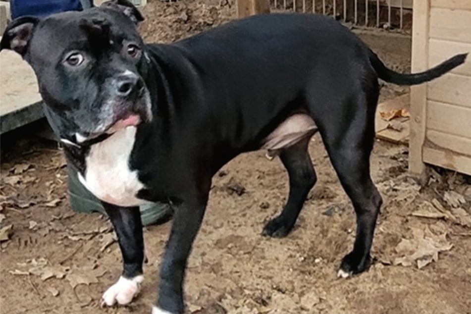 Coco möchte am liebsten als Einzelprinz gehalten werden. Mit anderen Hunden im Haushalt kommt er nicht so gut klar.