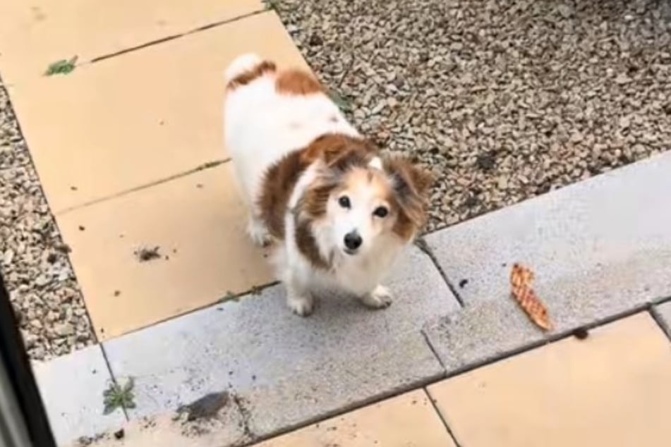 Gelernt ist gelernt: Mit 14 Jahren hat Oscar den Hundeblick perfektioniert.