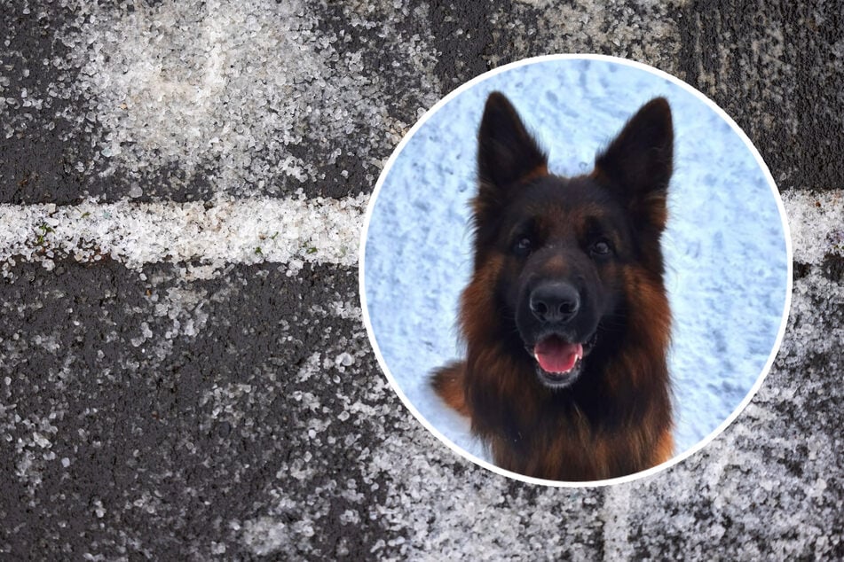 Tierbesitzer aufgepasst! Das ist bei Neuschnee wichtig