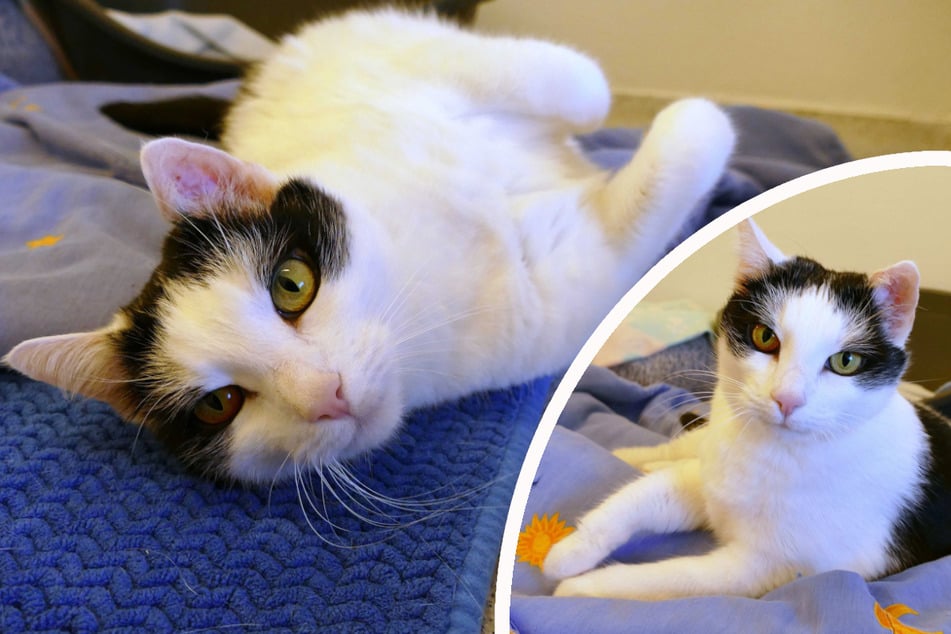 Katze Molly hofft auf geduldige Menschen.