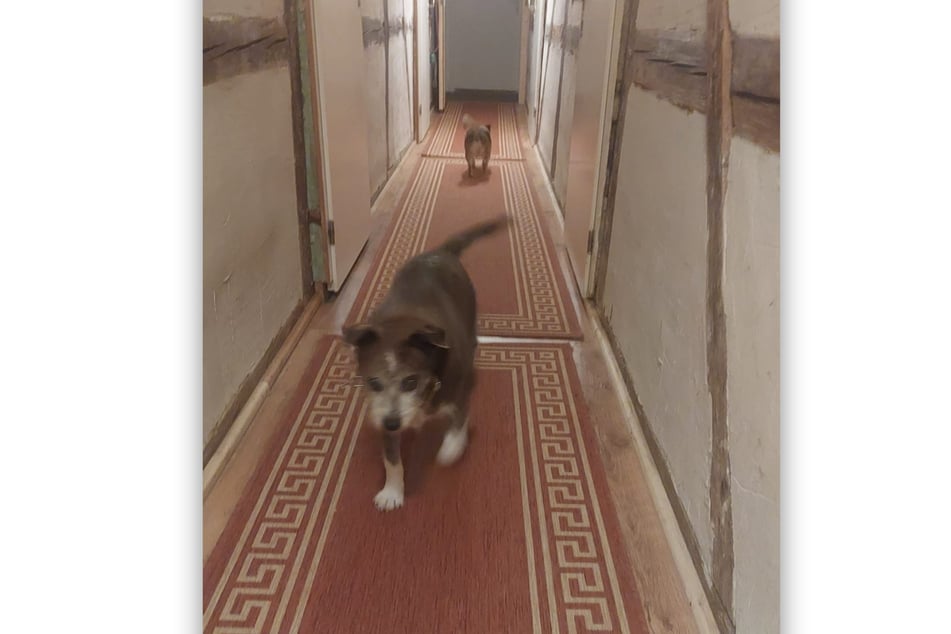 Lilli hat sich in ihrem neuen Zuhause bereits gut eingelebt.