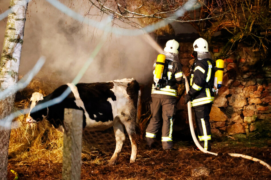 Alle 38 Rinder aus den anliegenden Ställen konnten gerettet werden.