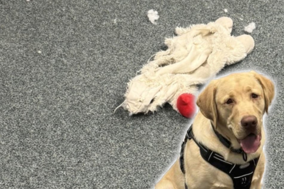 Plüsch-Krimi im Polizeirevier: Ermittler nehmen eigenen Kollegen ins Visier