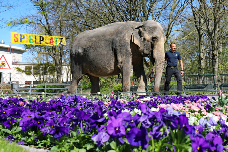 Baden-Württemberg: Elefantenkuh Nanda geht zusammen mit Revierleiter Robert Scholz durch den menschenleeren Zoologischen Stadtgarten Karlsruhe spazieren.