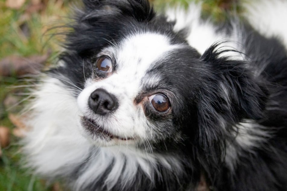 Wasabi jest psem z charakterem.