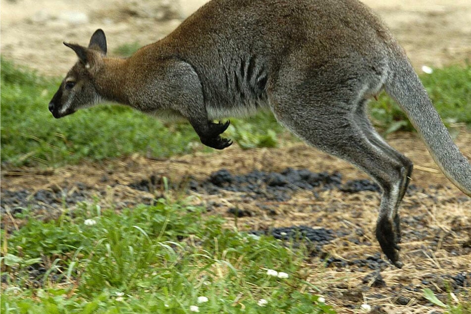 Ausgebüxt! Känguru hüpft durch die Stadt - Polizei will Tier einfangen