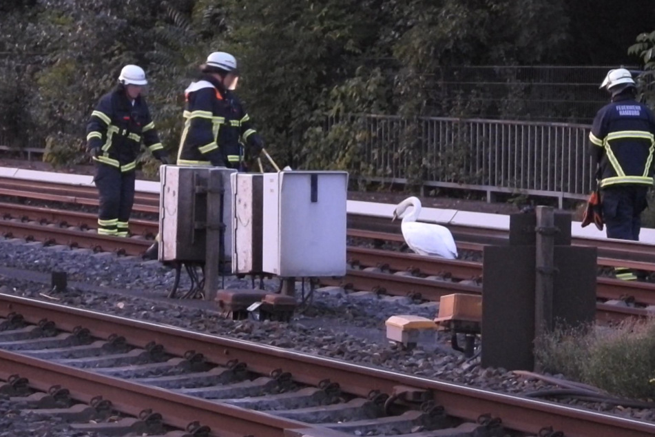 Hamburg: Schwäne legen Bahnverkehr in Hamburg lahm: Feuerwehreinsatz