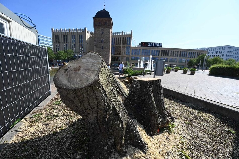 Ein Pilz hatte den Stamm spröde werden lassen.