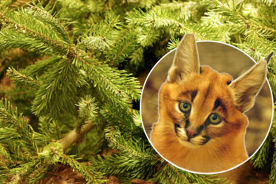 Dresden: Dresdner Raubkatzen im Baby-Glück: So süß ist der kleine Karakal "Karlos"