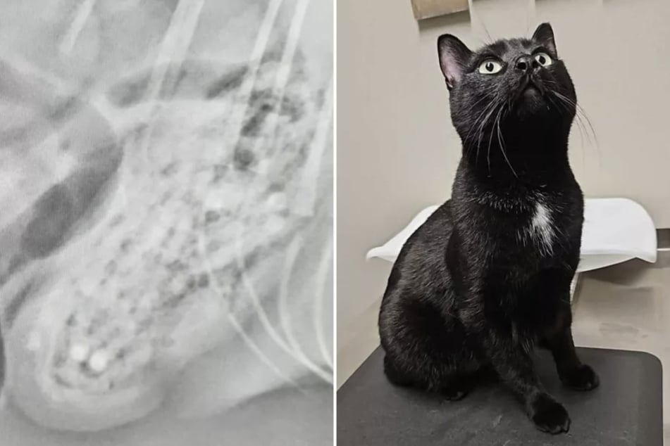 Purple the cat became seriously ill last year, and now the story behind his mystery illness has gone viral among concerned pet owners.