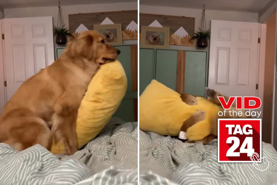 viral videos: Viral video of the day for March 17, 2023: Dog goes down!