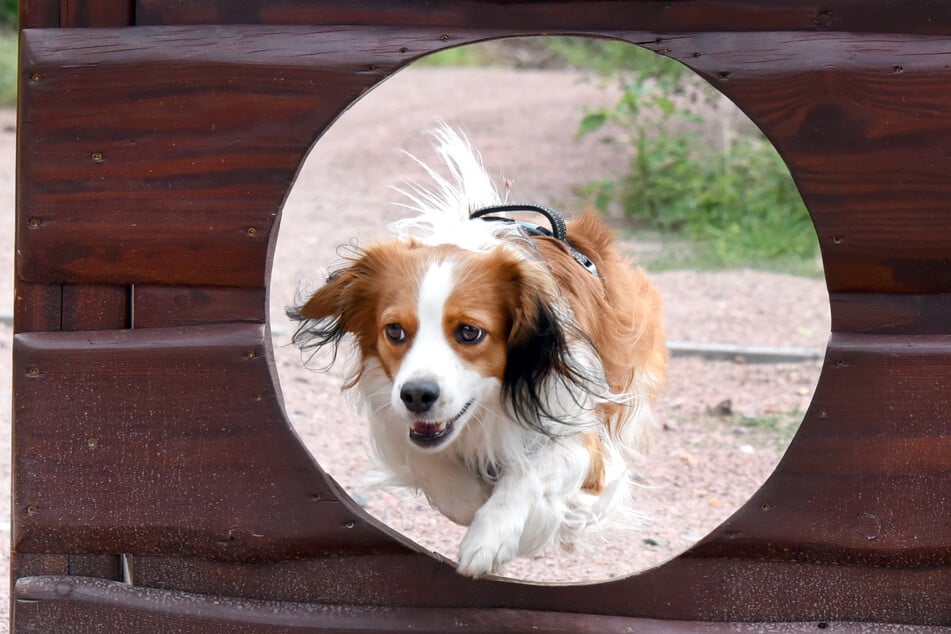 Auf dem einen Kilometer langen Pfad können die Zoobesucher mit ihren Vierbeinern verschiedene Erlebnisbereiche erkunden. Für die kleinen und großen Hunde gibt es unter anderem eine Wippe, ein Wackelbrett, einen Baumstufenpfad oder auch einen Tunnel, die für eine Stärkung des Gleichgewichtes, das Kennenlernen eines unsicheren Untergrundes oder auch zum Überwinden verschiedener Höhen dienen.