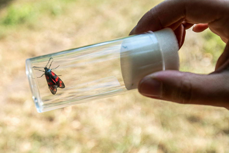 Eine Schmetterlingsart: Auch Widderchen konnten die Teilnehmer des NABU- und NAJU-"Insektensommers" fangen und aus nächster Nähe inspizieren.