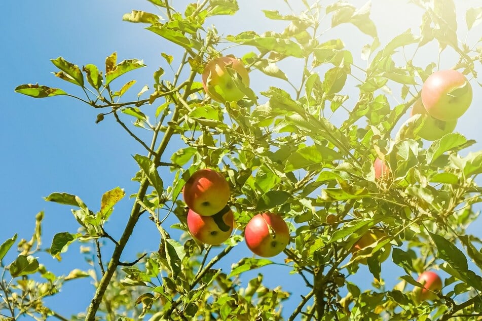 Viel Sonne und Trockenheit können Glasigkeit bei Äpfeln begünstigen.