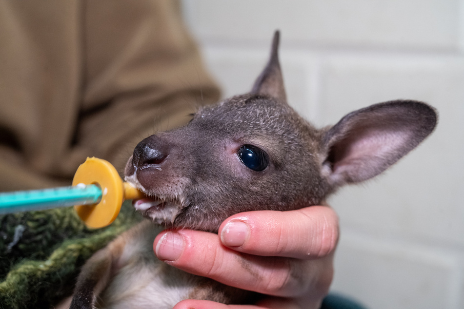 Das Baby-Känguru wird per Hand aufgezogen.