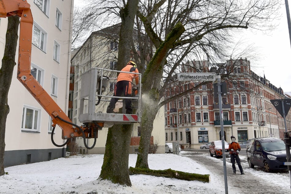 In der Promenadenstraße wurde am Montag ein Baum gefällt, der nicht mehr standsicher war.